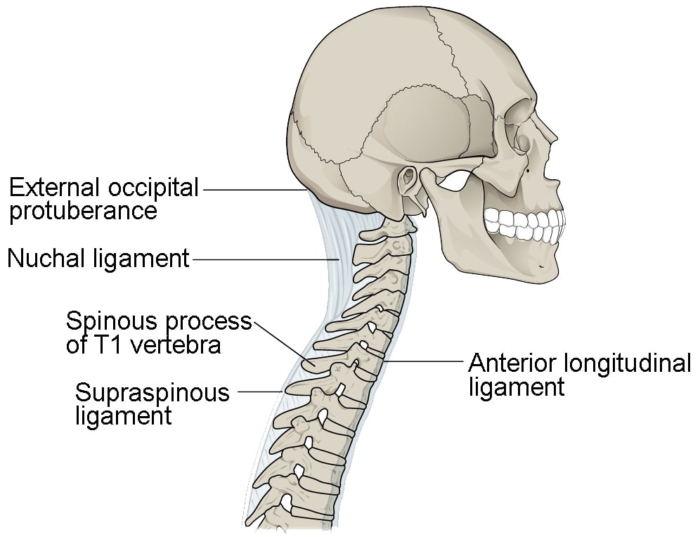 Medical line drawing of a human skull and cervical spine in left side profile with labelled ligaments including the nuchal ligament, supraspinous ligament, and anterior longitudinal ligament, and labelled landmarks including the external occipital protuberance and the spinous process of the T1 vertebra